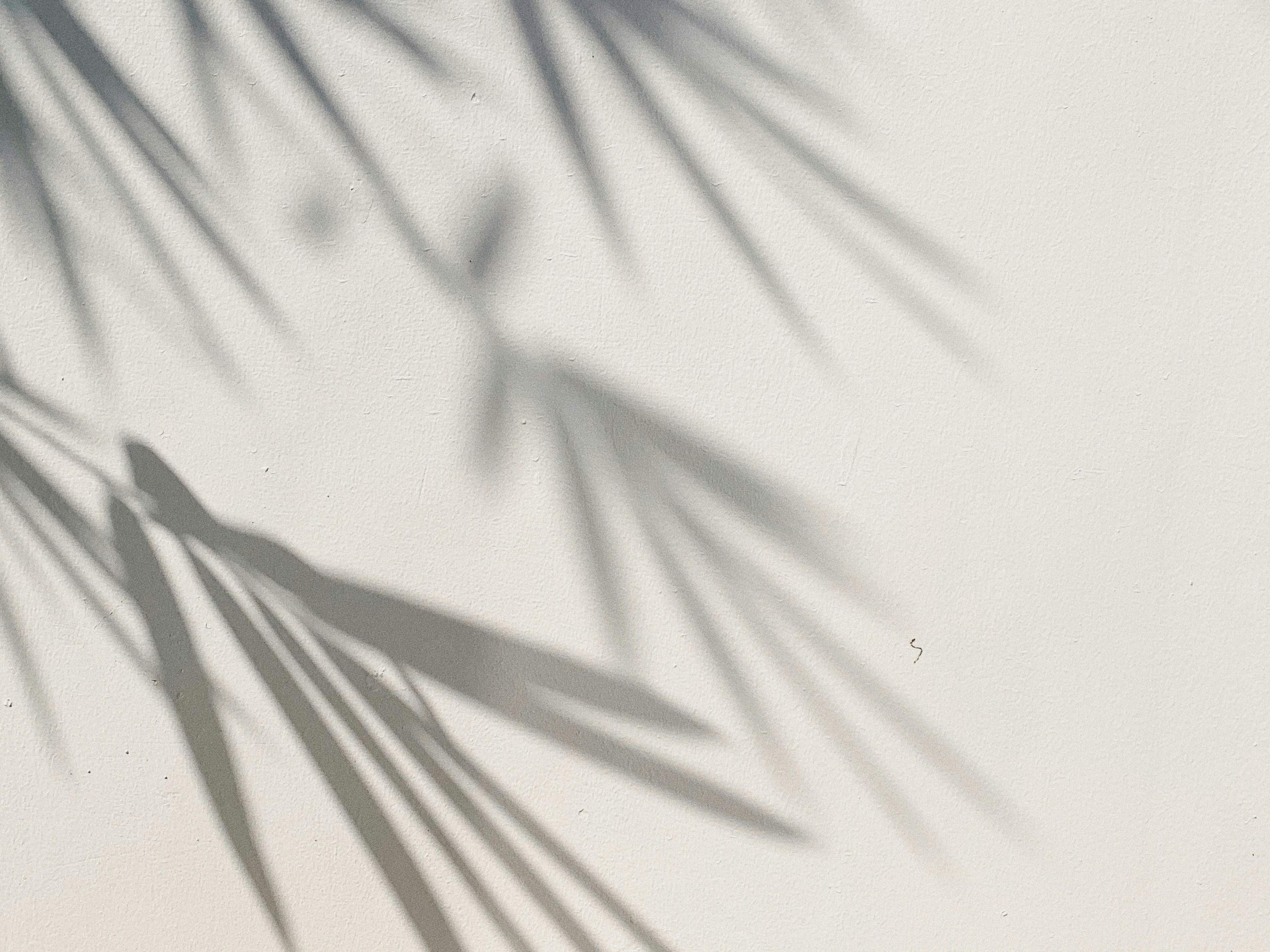 Shadows stretch across a pale, sunlit wall.