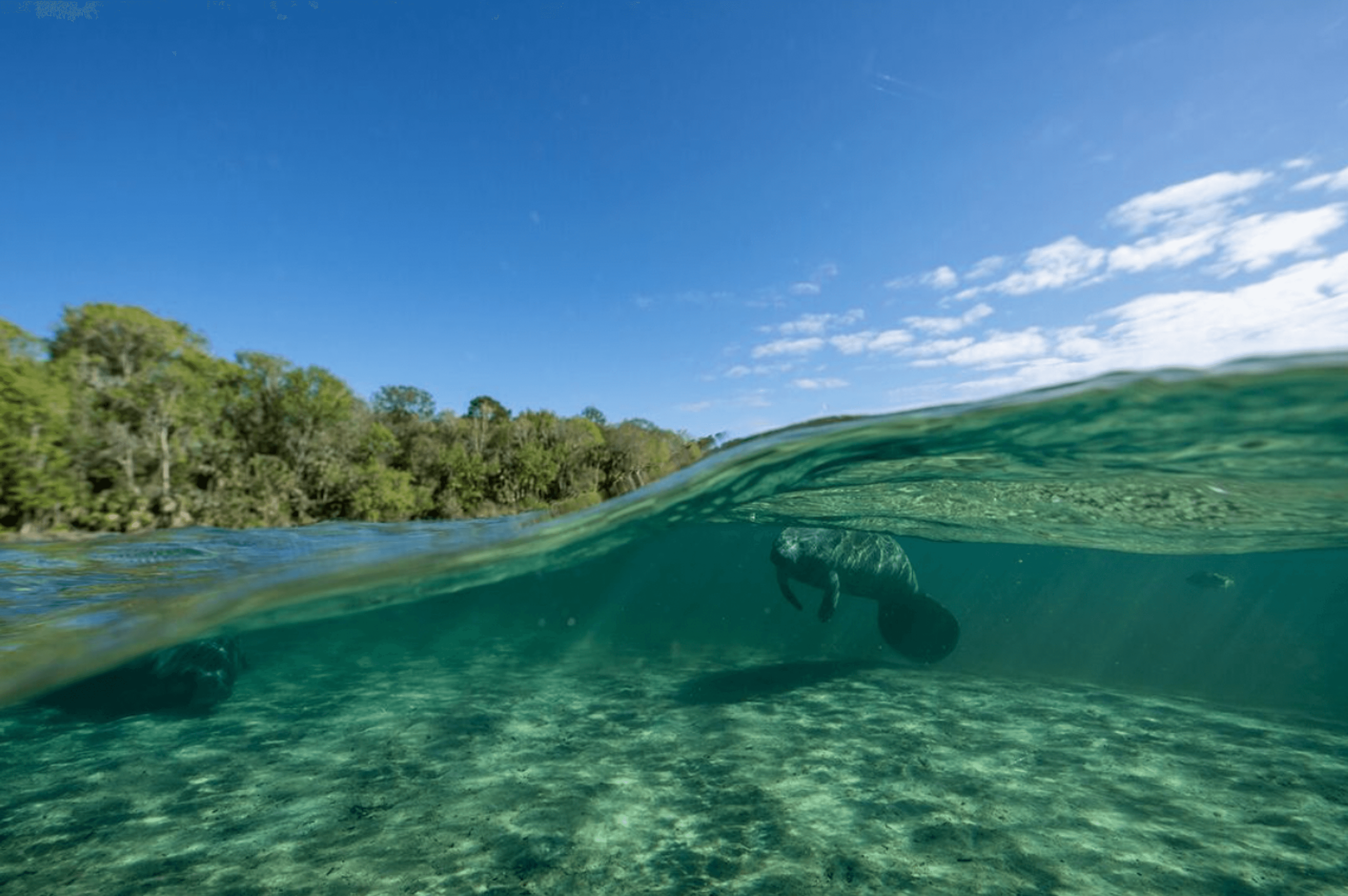 Conservation in Florida Manatee