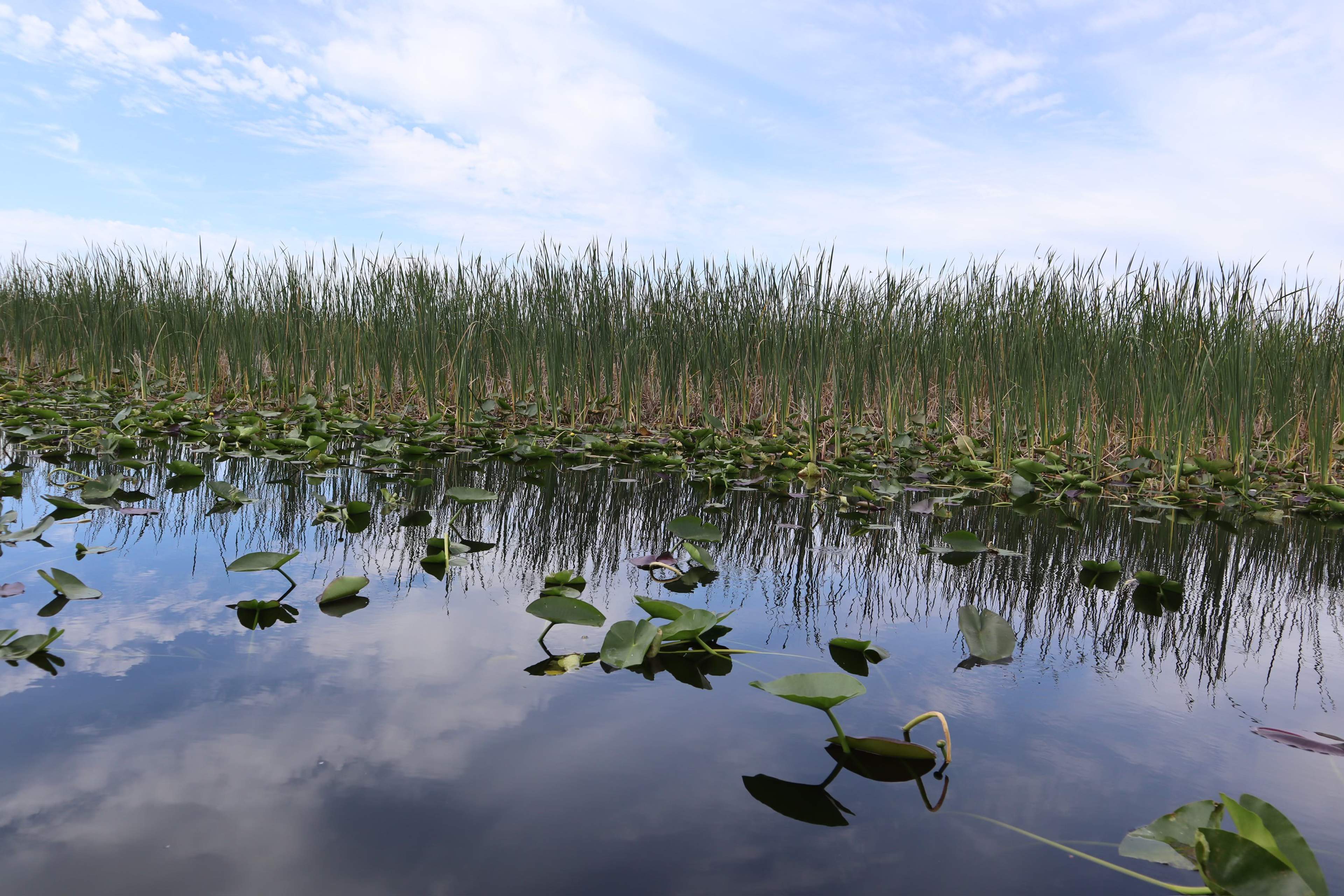 eco-grief, climate change reverse, everglades