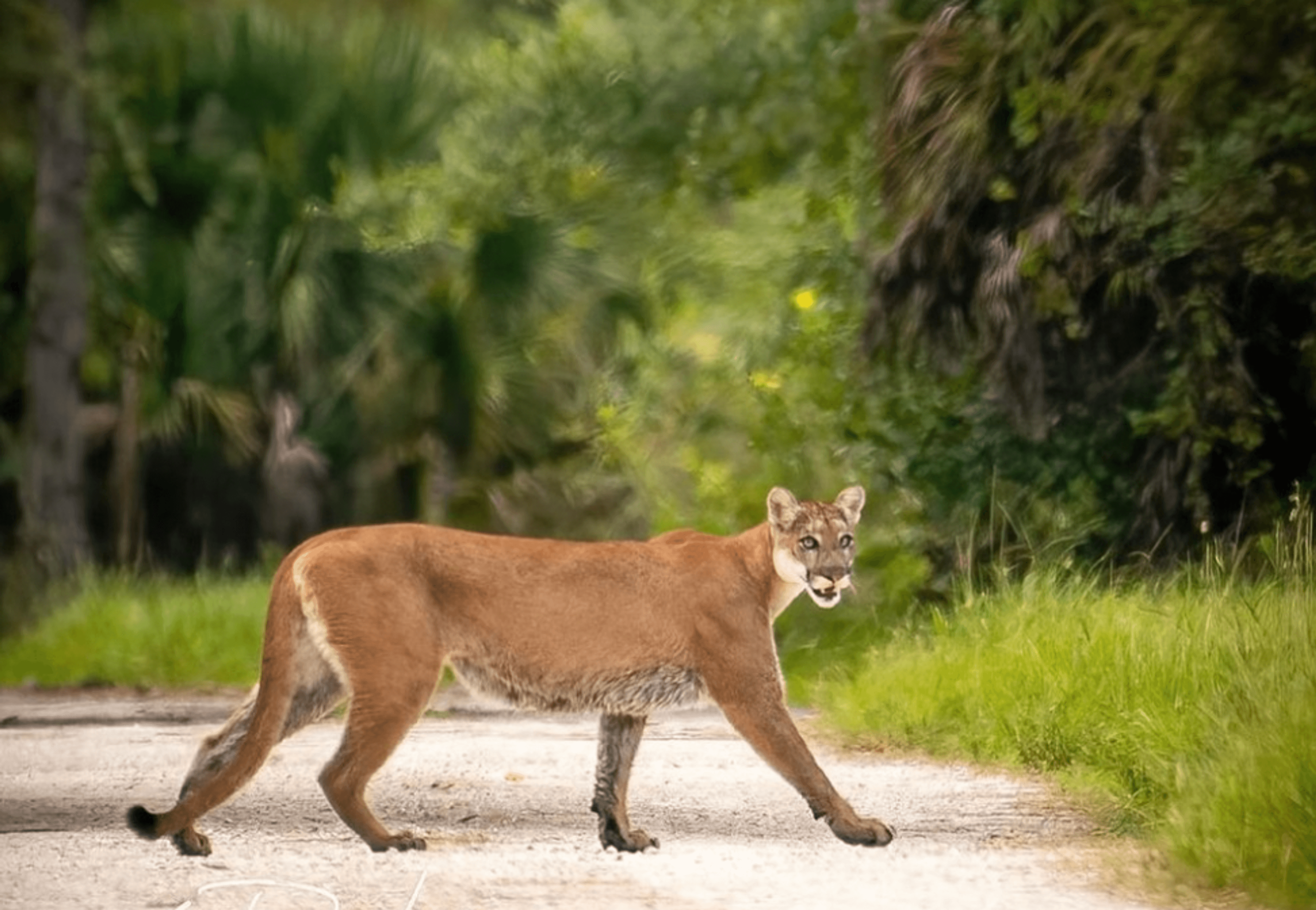 conservation, Florida, panther,