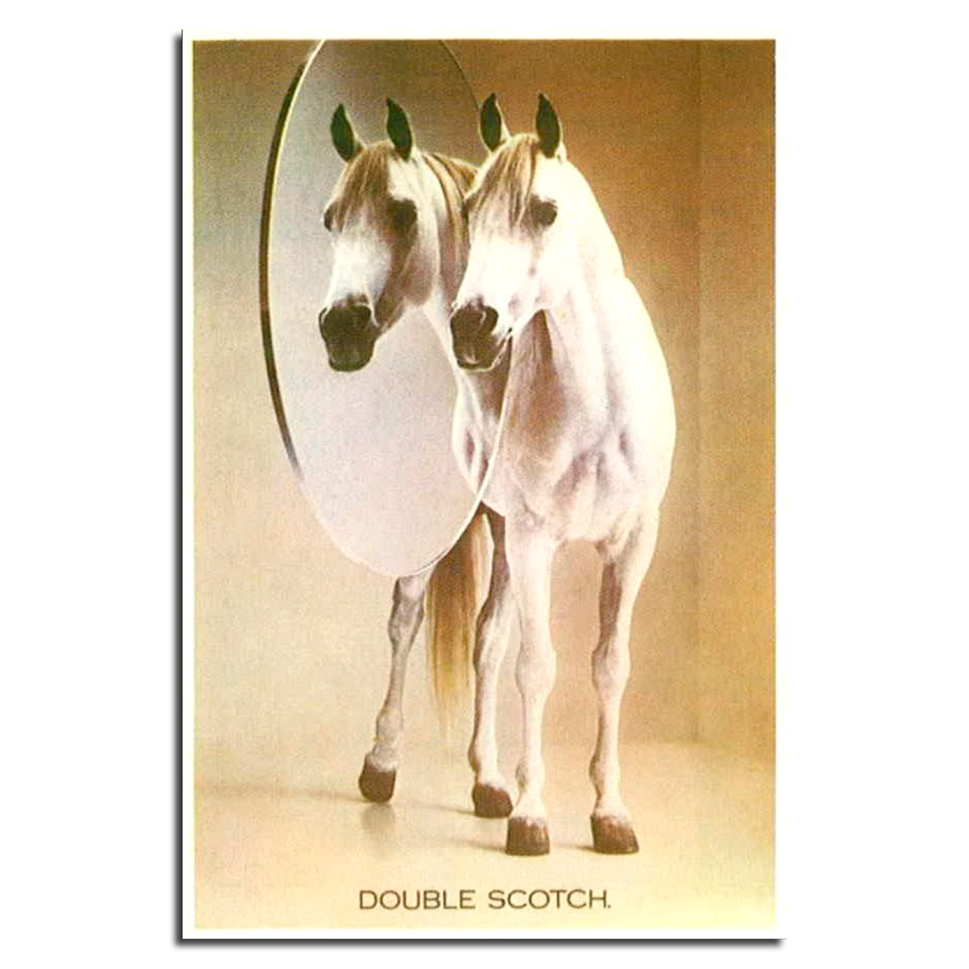 Photograph of a white horse standing in front of a mirror. Award-winning press ad for White Horse Whisky.