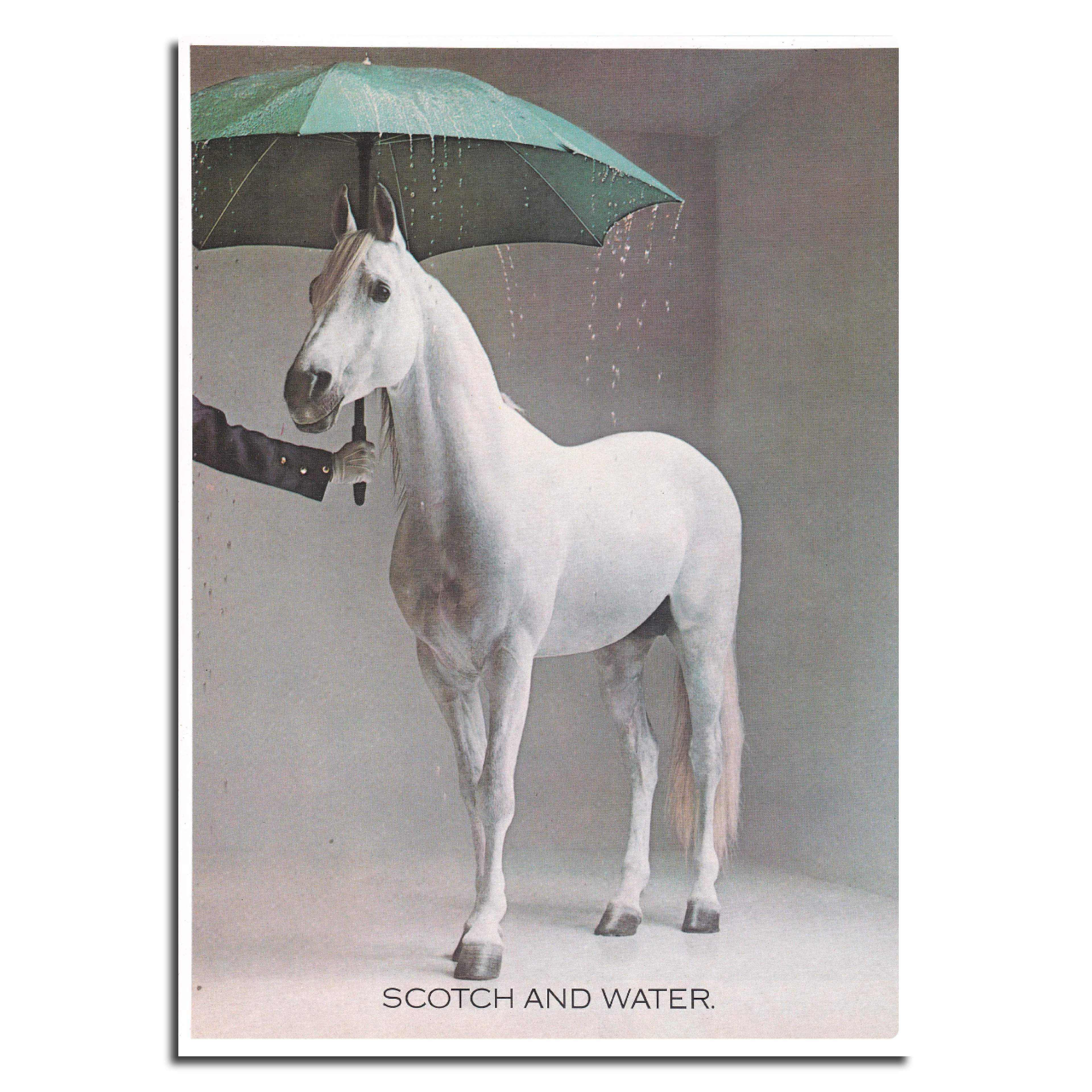 Photo of a white horse underneath an umbrella sheltering from the rain. Award-winning White Horse Whisky press ad.