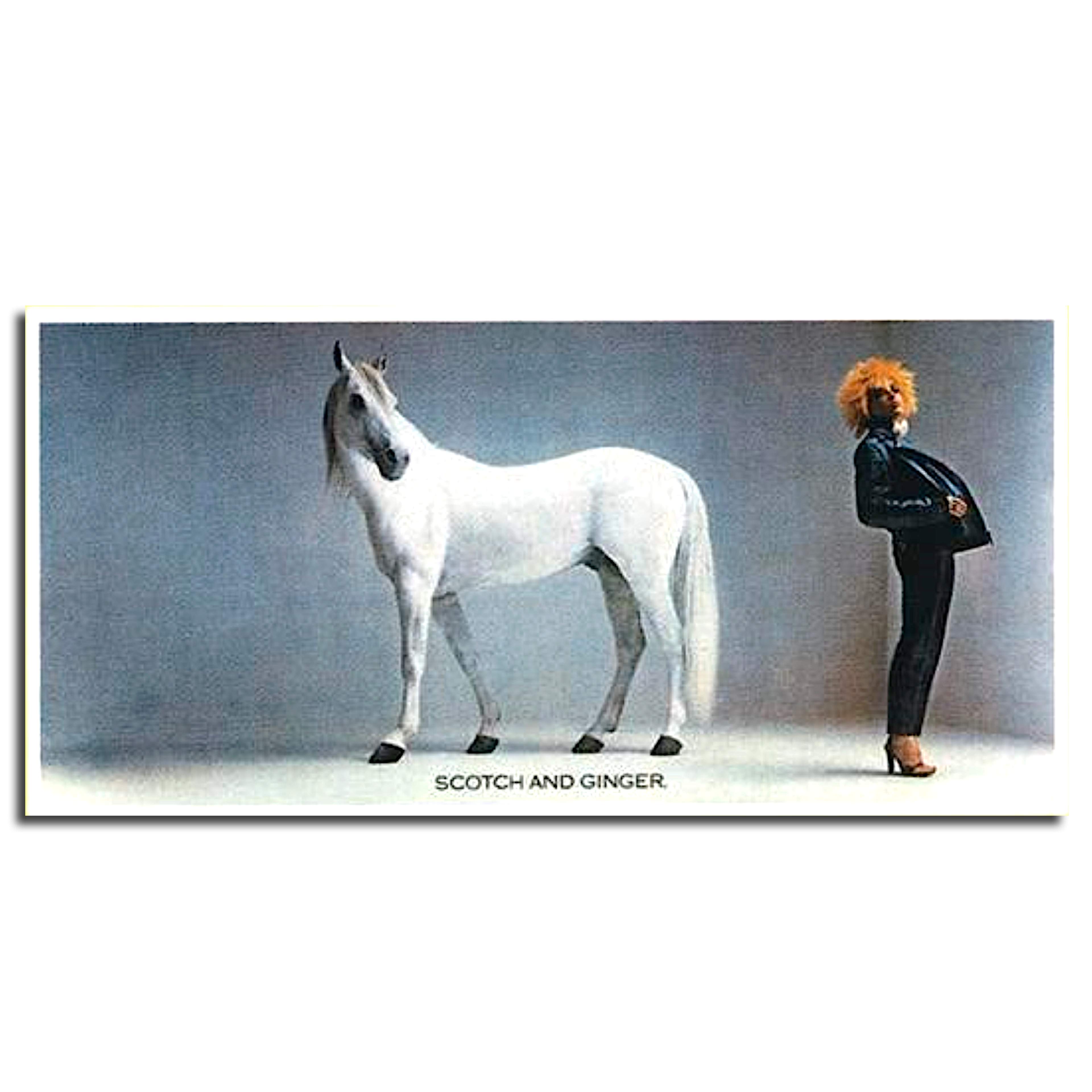 Colour photograph of a white horse with a ginger-haired woman dressed in black leather outfit. Award-winning poster for White Horse Whisky.