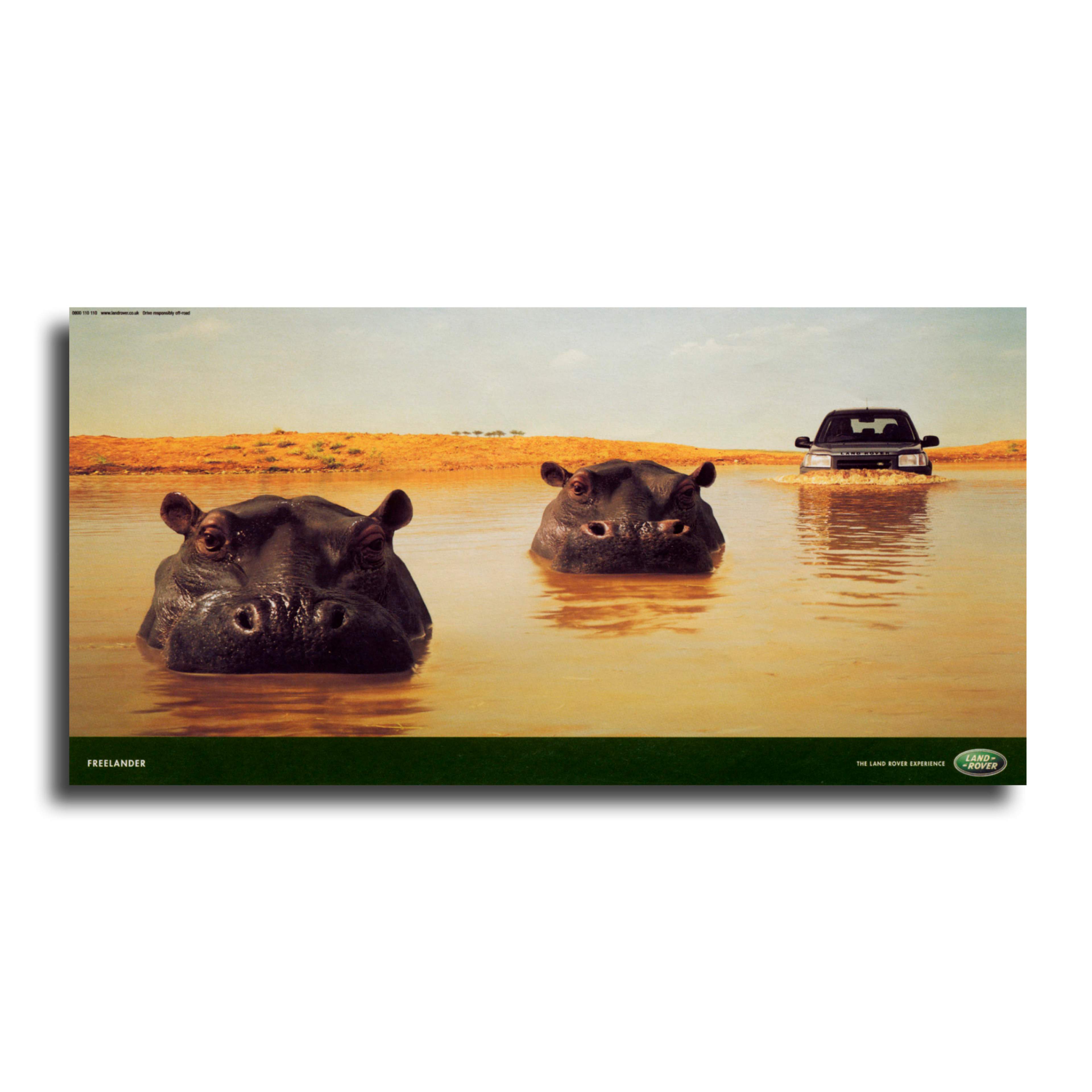 Photograph of two hippos submerged in water with a Land Rover. 