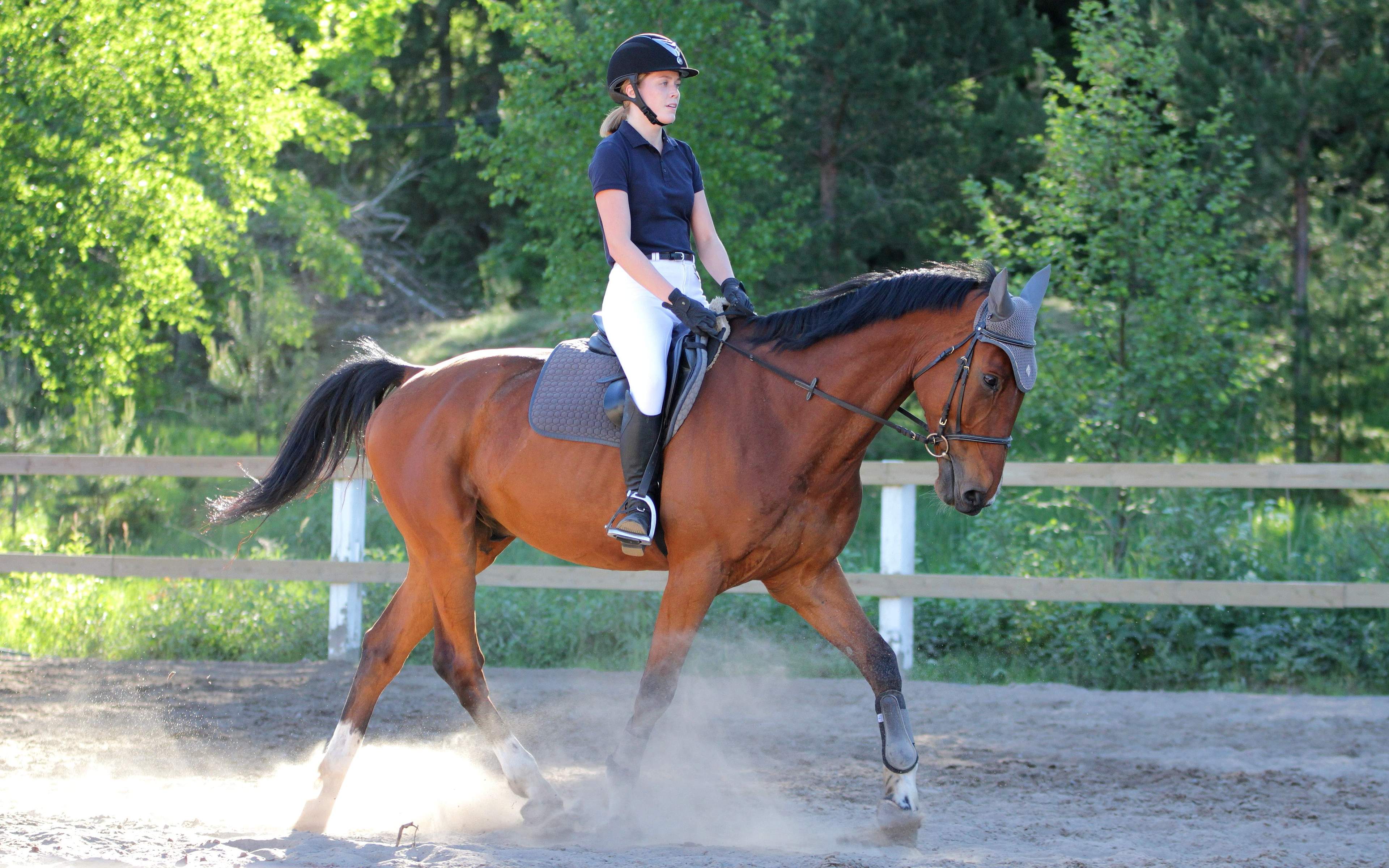 How to get started in dressage