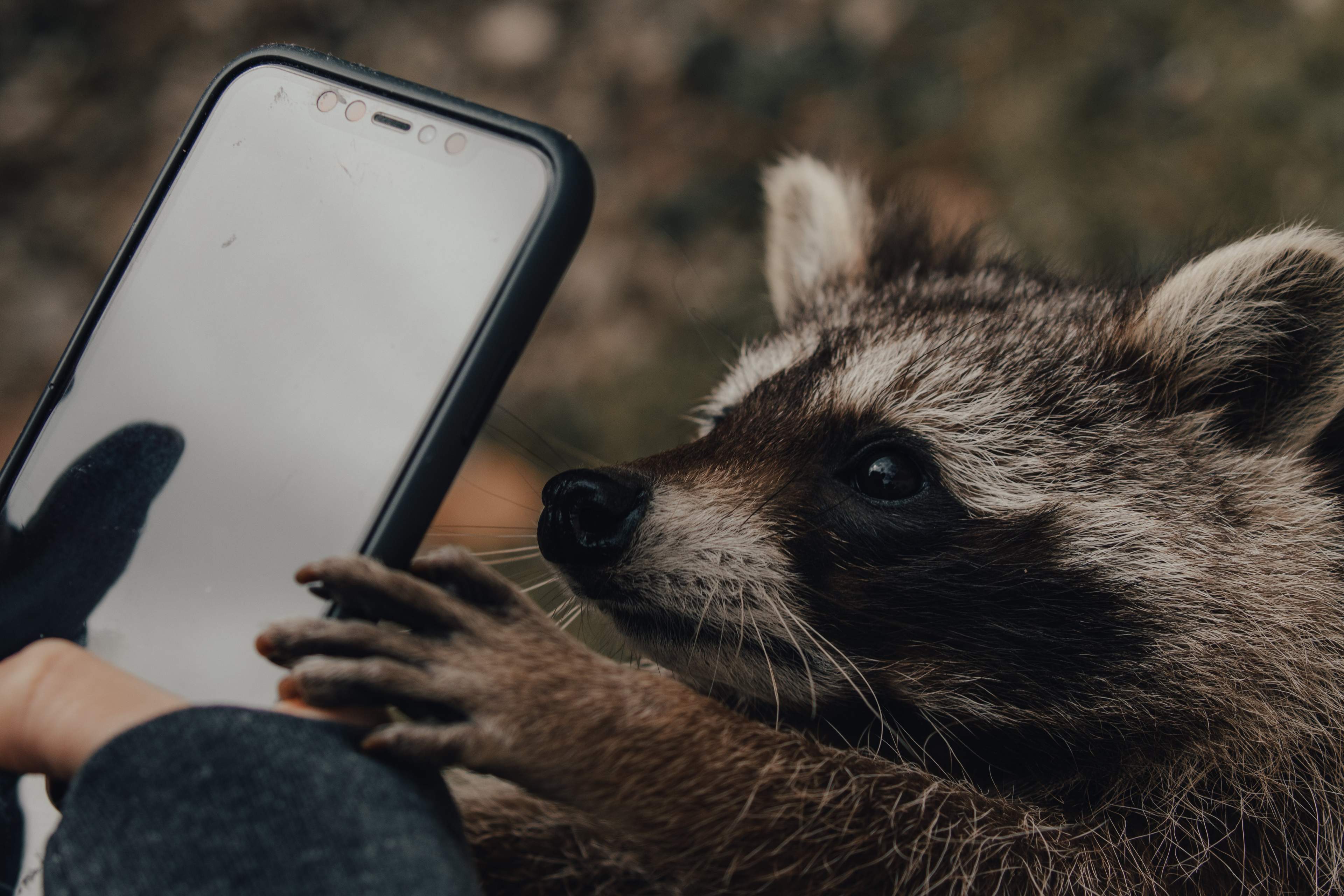 A cute raccoon is curiously reaching for a person's phone.