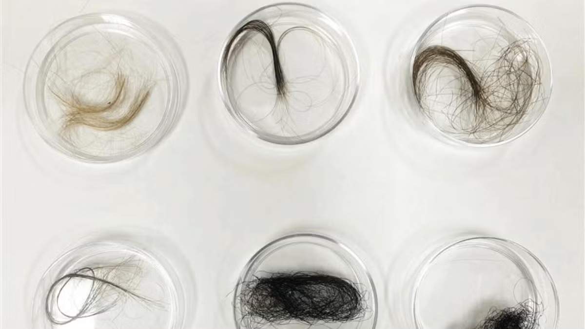 Hair samples in laboratory dishes, a supporting photograph for research on indoor air and chemical exposure.
