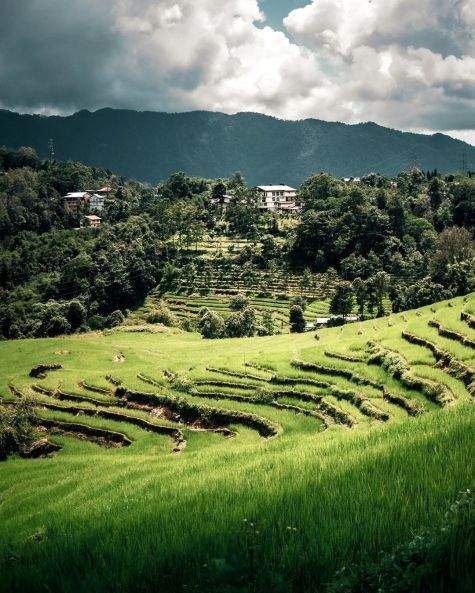 Organic farming in Sikkim