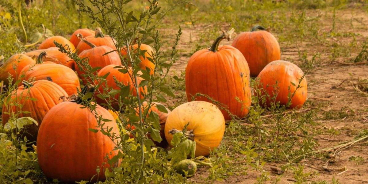 thumbnail based on file