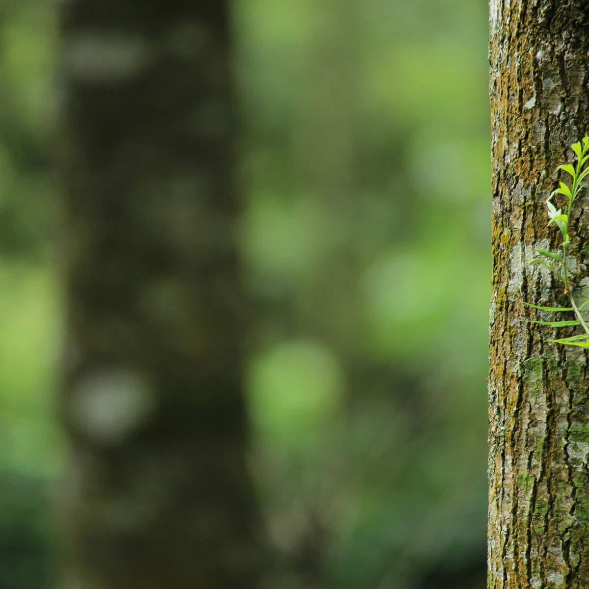 Trees with a blurred background.