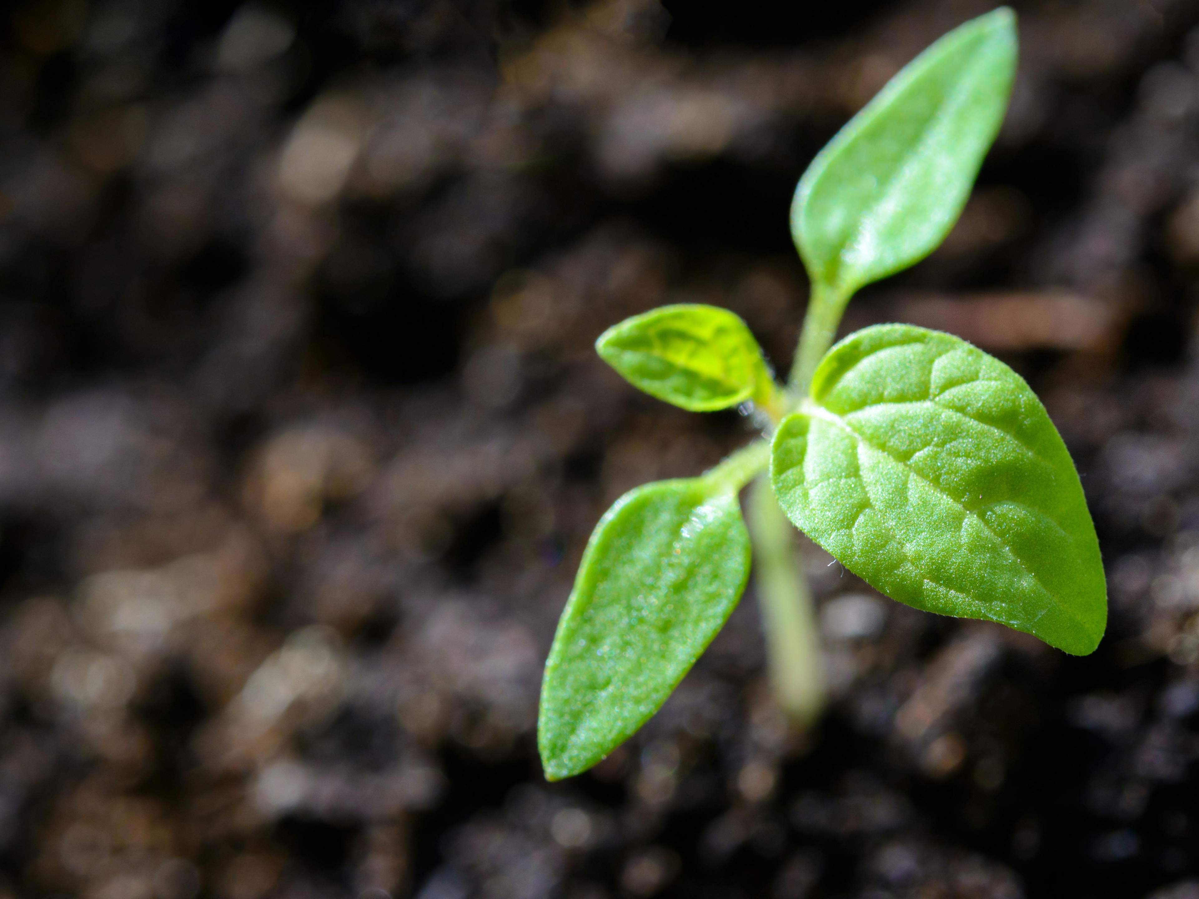 Sprouting Plants to symbolise how PR can grow your business