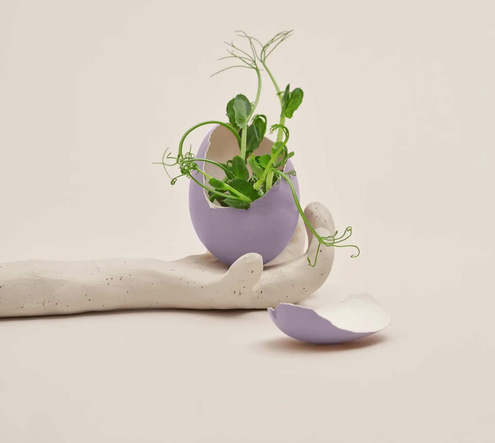 Plant growing from ceramic eggshell. 