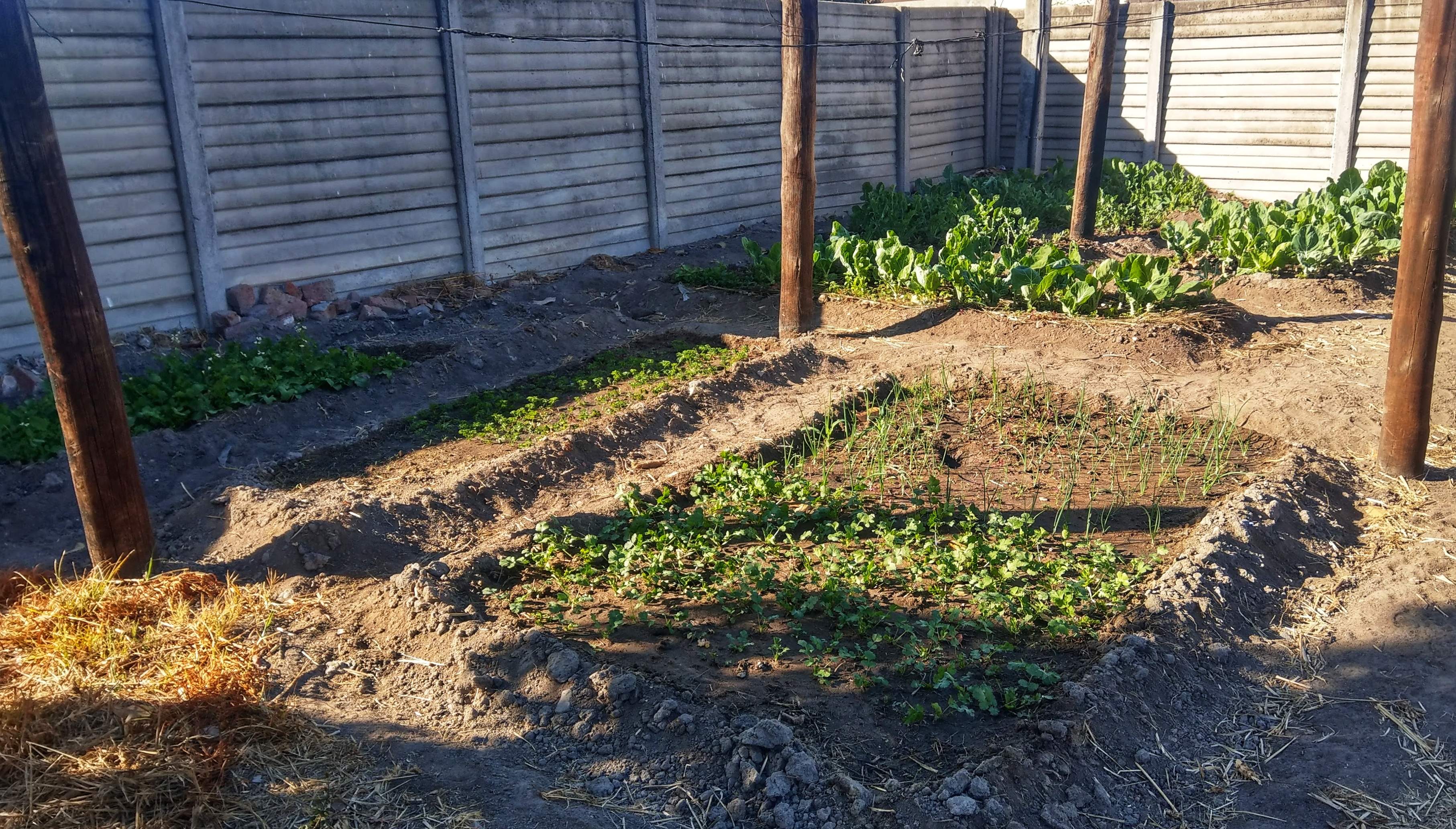 Home garden. Thabang Manhika