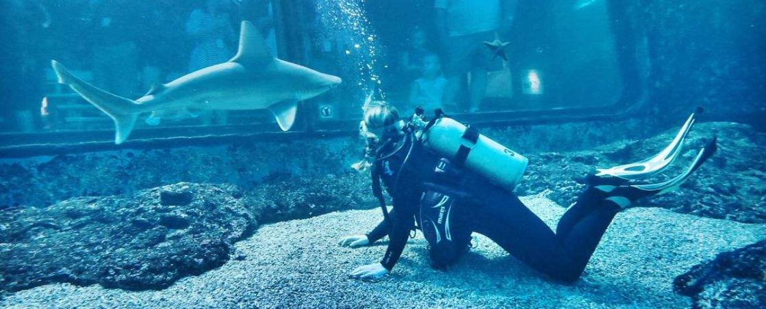 A landscape image of me in scuba gear in a shark tank, with a white tip reef shark looking out the viewing window at aquarium visitors.