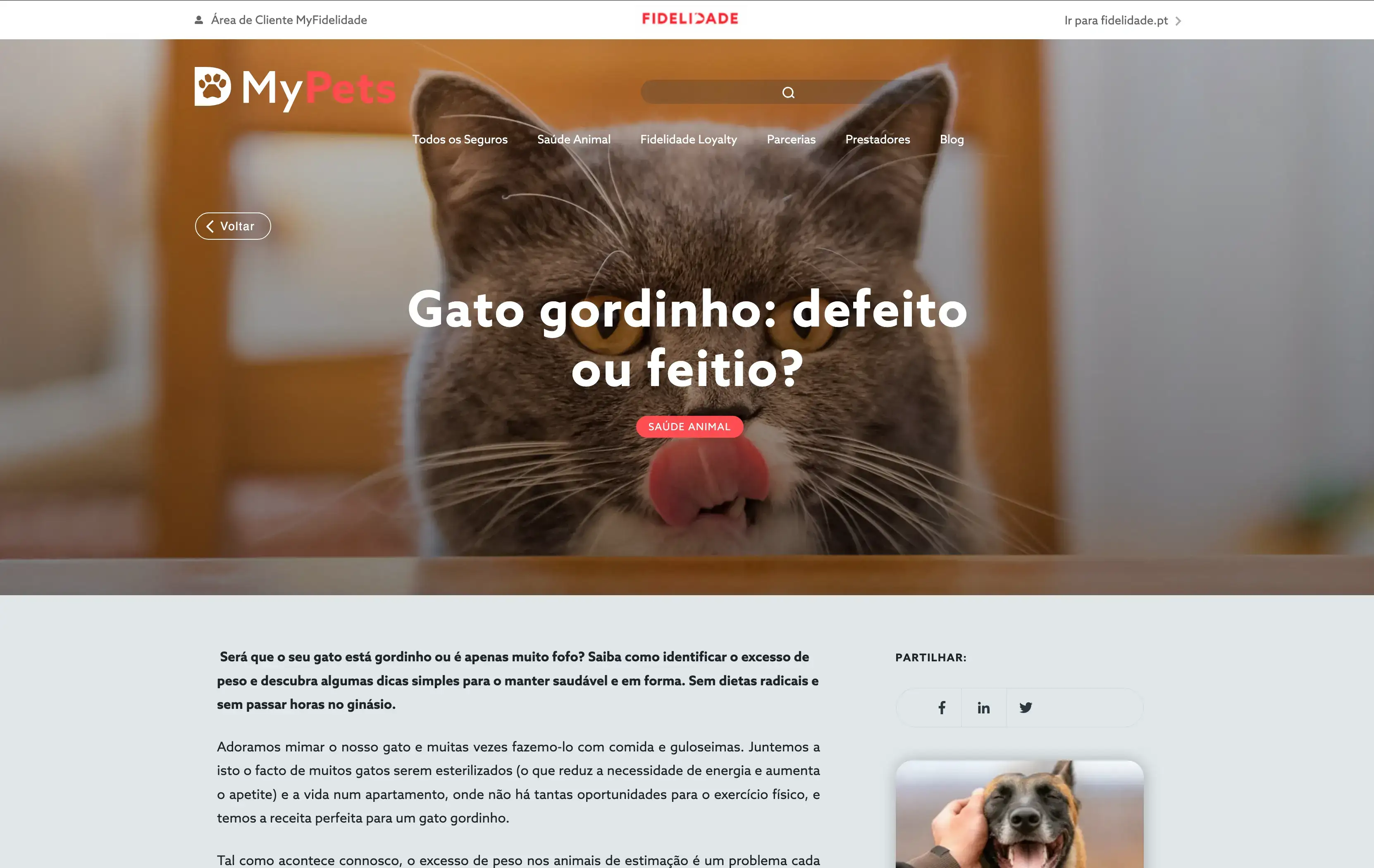 Portefo´lio Elsa Fernandes - Blog Fidelidade Pets