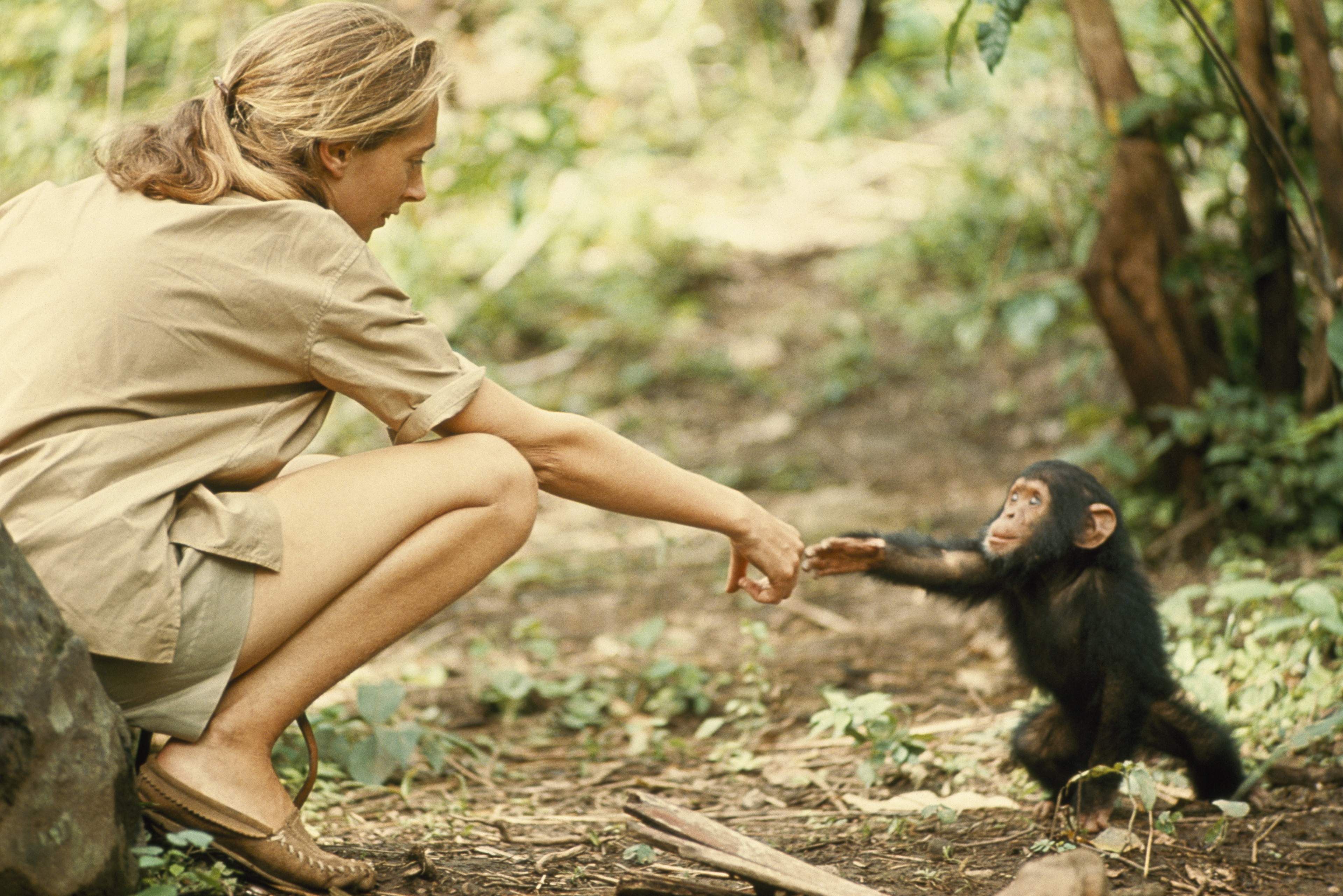 Jane Goodall and photographer Hugo van Lawick in the Gombe forest, observing a family of chimpanzees with a vintage film camera.