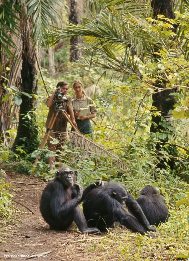 Jane Goodall and photographer Hugo van Lawick in the Gombe forest, observing a family of chimpanzees with a vintage film camera.