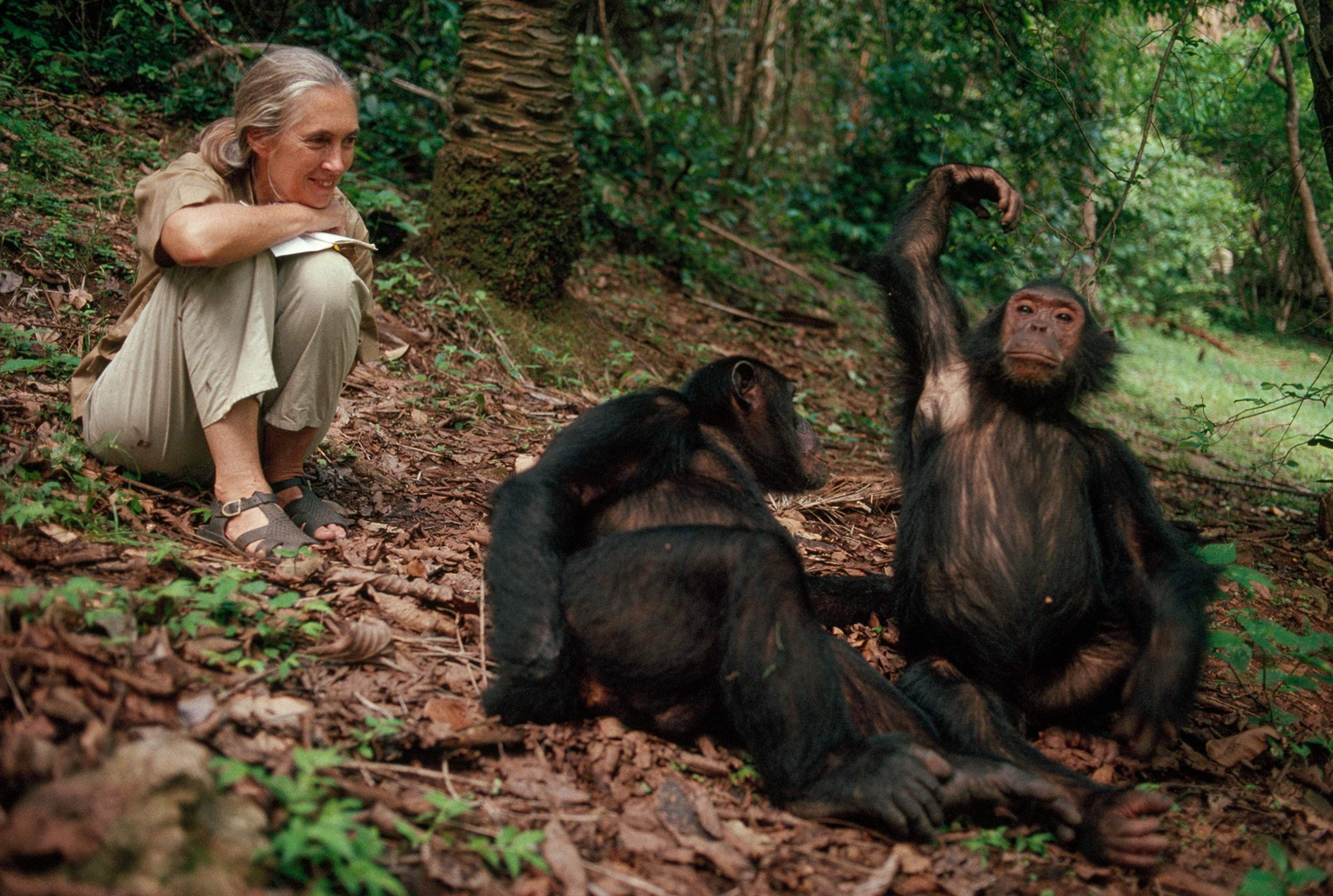 An older Jane Goodall smiles as she sits and observes two chimpanzees resting in the forest of Gombe.