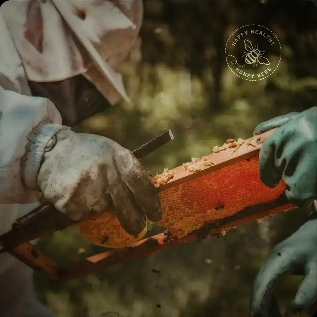 Beekeeper handling a honeycomb.