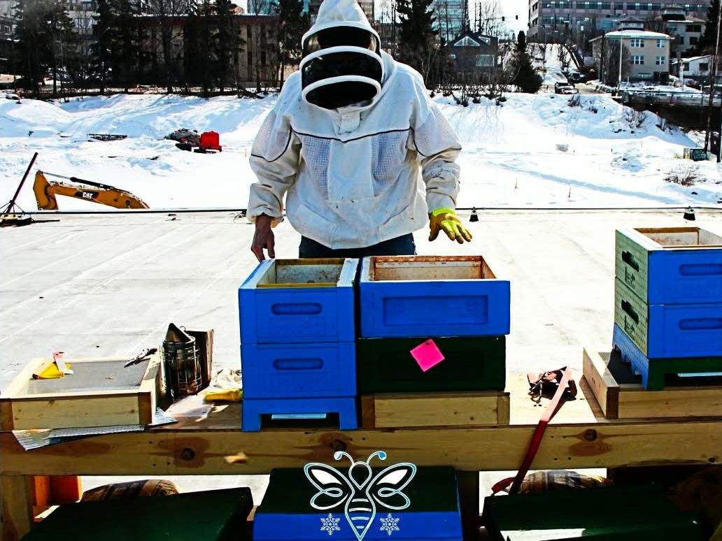 Beekeeper protecting Alaskan Snowbees in the winter months.