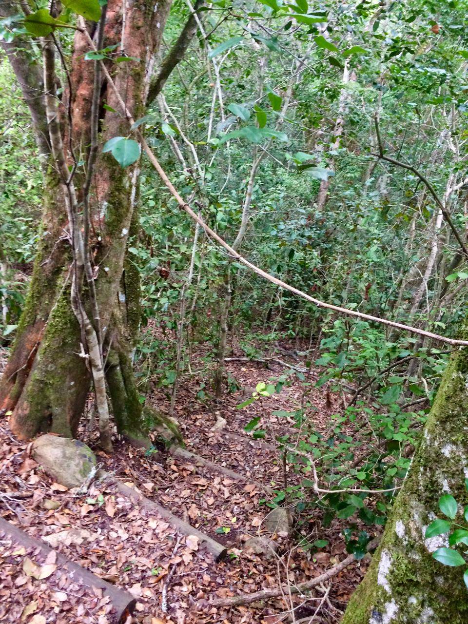 A forest floor in Knysna, with vines, moss-covered roots, and scattered leaves partly obscuring the path.