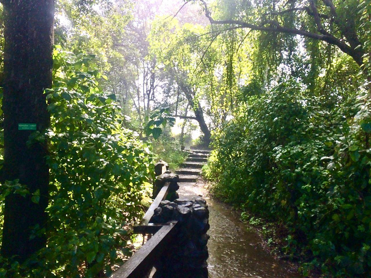 A misty stone pathway with steps, lined by dense green foliage on both sides.