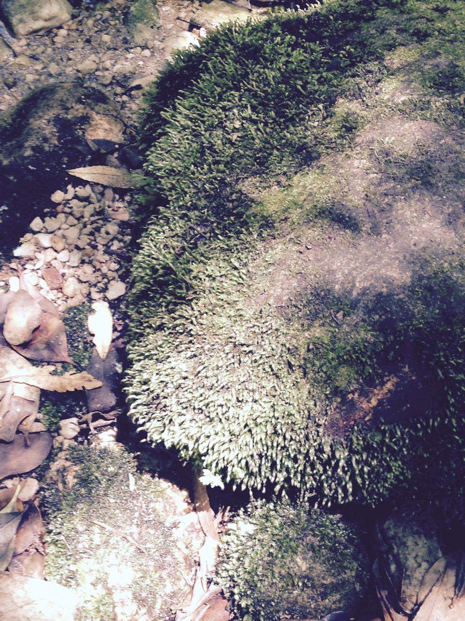 A close-up of moss growing on a rock in forest undergrowth, surrounded by fallen leaves and stones.