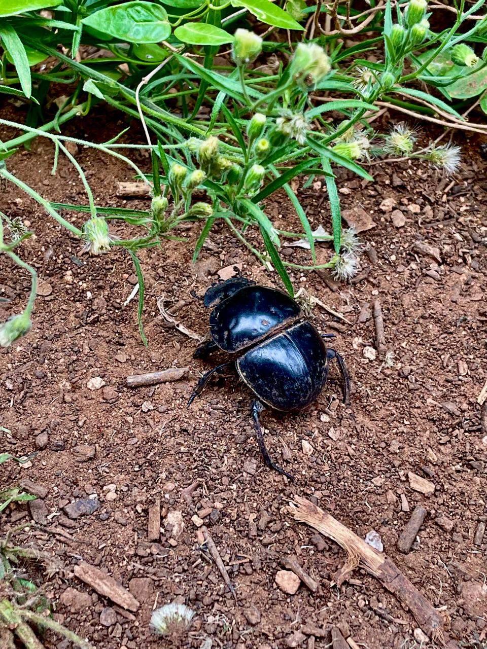 A dung beetle on dry earth in Addo Elephant Park, surrounded by low green shrubs.