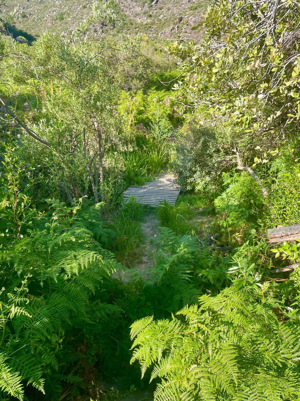 An overgrown pathway in Citrusdal, with ferns and dense greenery nearly covering a small wooden bridge.