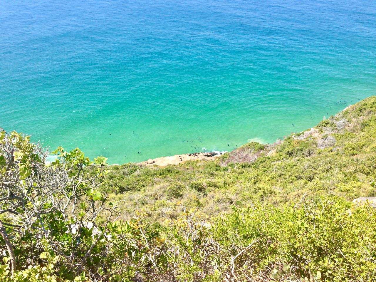 Looking down from a cliff at Robberg Nature Reserve, seals gathered in the shallow water below.