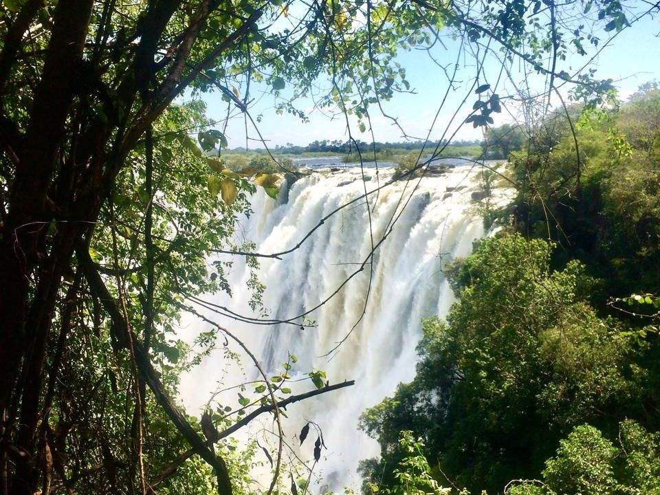 Victoria Falls seen through tree branches, water cascading powerfully into the gorge below.