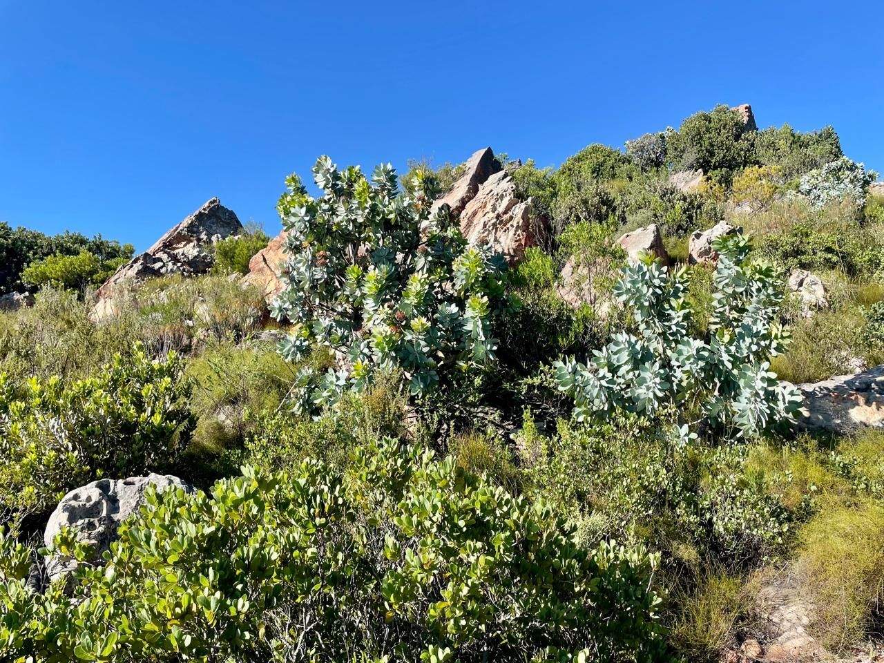 Trail set in Citrusdal, with rocks and fynbos creating texture to the landscape.